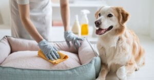 Cleaning a Cozy Dog Bed in a Fresh, Bright Room